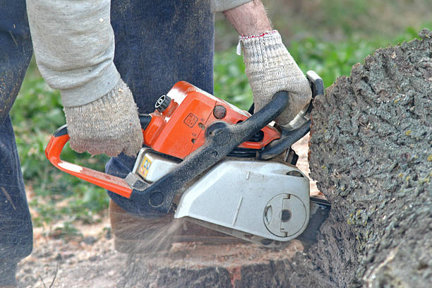 Best Tree Removal  in Rosemead, CA