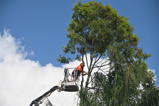 Best Grass Overseeding  in Rosemead, CA