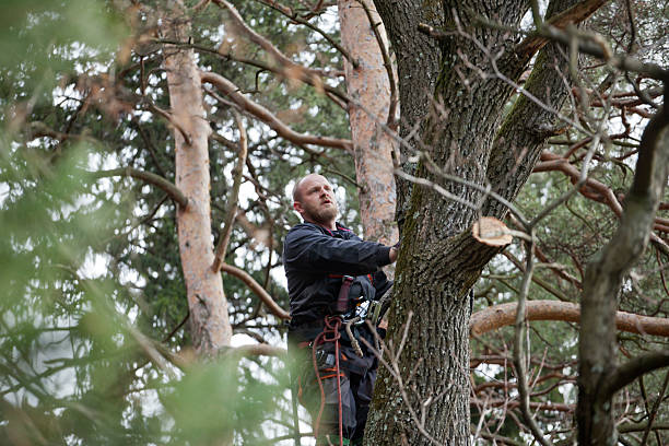 Best Tree Cabling and Bracing  in Rosemead, CA